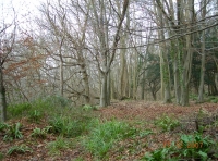 Bath Valley Wood photo 5