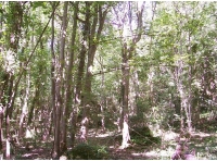 Bathford  Wood