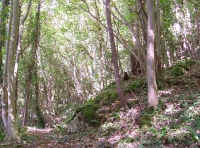Bathford  Wood - SOLD