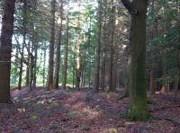 Bellus Wood - SOLD