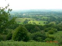 Blackdown Wood