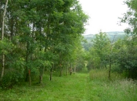 A ride through the woods with Exmoor Hills behind