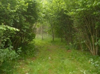A grassy ride between the hazel