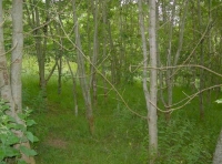 Dense ash and birch read for selective thinning