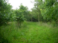 Young oak line a meandering ride
