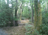 A clearing deep within the wood
