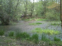 The watering hole