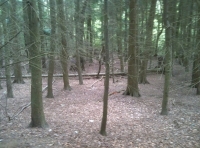 A section of mature conifer