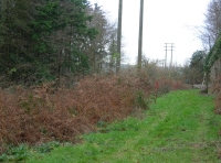 A grassy track at the wood's edge