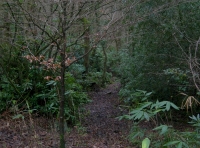 A path leads into the woods