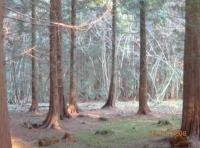 Bocland Wood - SOLD