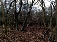 Boundary Wood - SOLD