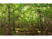 Buckbury Wood - SOLD