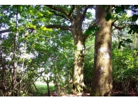 Buckbury Wood - SOLD photo 2
