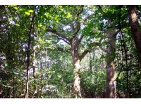 Buckbury Wood - SOLD photo 3