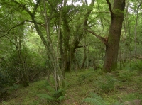 Mature Woodland at Buckland Wood