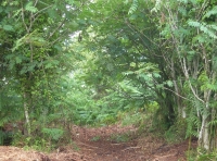 From the parking area at Buckland Wood