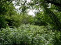Thickets provide cover for the deer