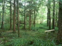 Buckler Wood