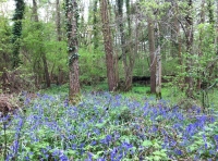 A good forest track to the wood