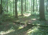 Arriving at Buckler Wood