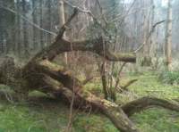 Mature ash and beech