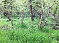 A path passes through a stand of conifers