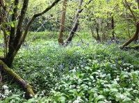 A thicket provides cover for deer