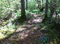 A path leading into the wood