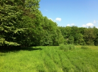 Burgage Wood