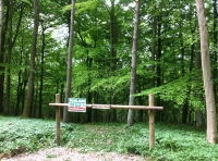 Celandine Wood - SOLD