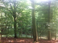 Cinderdine Wood - SOLD