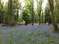 Cley Hill Wood - SOLD