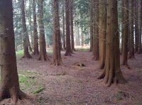 Corton Wood