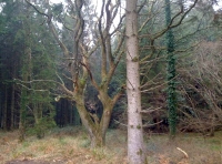 A clearing in the shadow of a dead oak