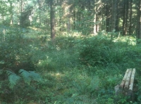 A place to observe the woodland scene