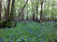 Broadleaf area of the wood