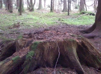 An old stump returns to the earth