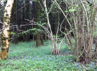 A carpet of bluebells amongst hazel coppice