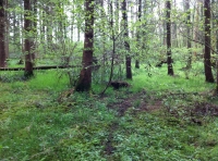 Where animals roam