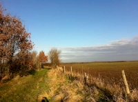 Cotters Wood