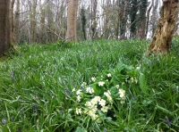 Covehill Copse