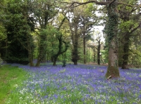 Cowslip Wood - SOLD