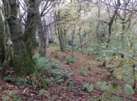 Cutcombe Wood