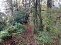 A woodland track at Cutcombe
