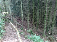 Path to the heart of Cutcombe Wood