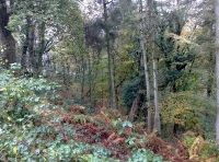 Autumnal colours