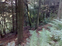 Dense plantation