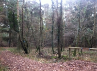 Dark Water Wood - SOLD