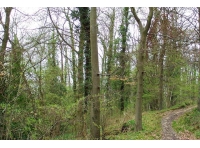 Dingle Wood